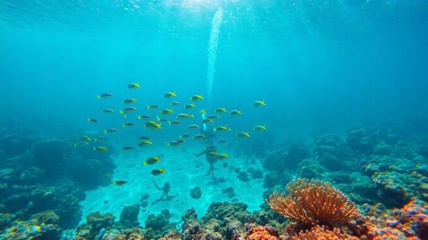 Les meilleures destinations pour plonger en mer Rouge : conseils pratiques